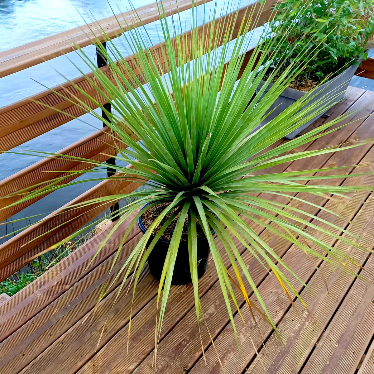 Blauw beregras - Nolina nelsonii - Bakker
