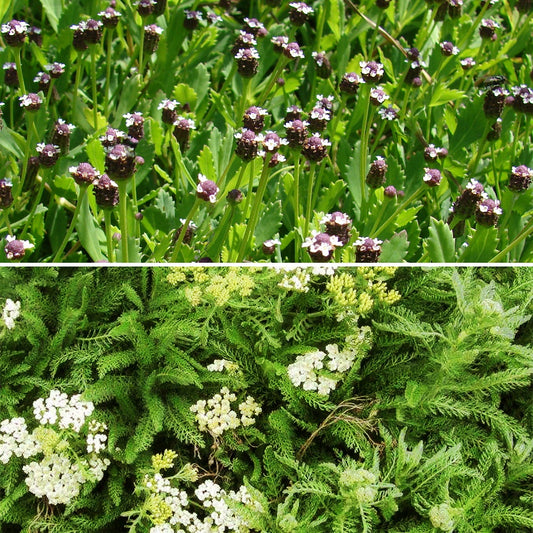 Mix Duizendblad + Kruipende verbena (x3) - Achillea crithmifolia; lippia nodiflora - Tuinplanten