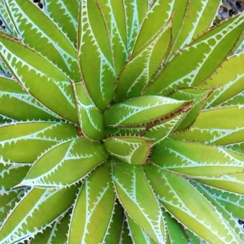 Agave 'Impressive' - Bakker