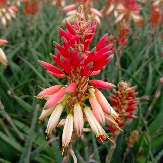 Verkoop Aloe 'Safari Sunrise'® - Aloe x safari Sunrise ®