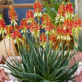 Aloe 'Safari Sunrise'® - Aloe x safari collection sunrise ® - Vaste planten