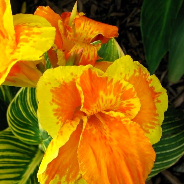 Indisch bloemriet 'Gold'® - Canna tropicanna ® gold - Bakker