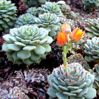 Echeveria derenbergii - Echeveria derenbergii - Kamerplanten