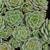 Echeveria elegans 'Rose' - Echeveria elegans rose