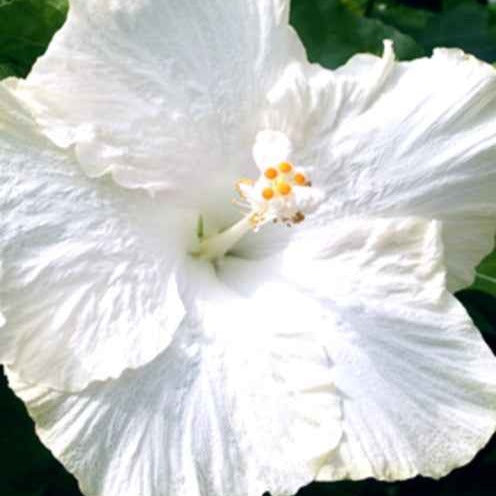 Altheastruik 'Extreme Pure White' - Hibiscus moscheutos extreme pure white ® (improved) - Tuinplanten