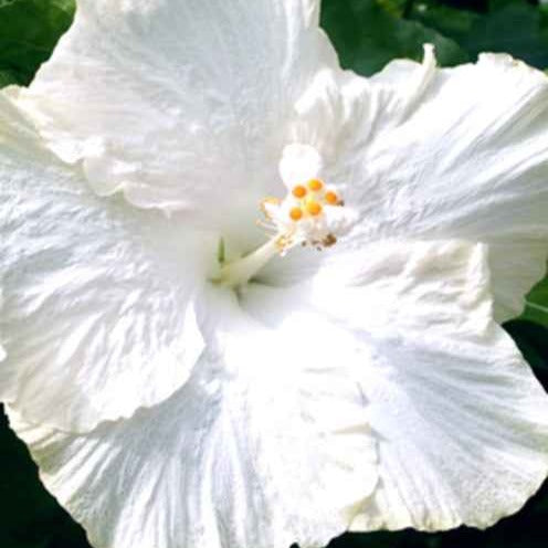 Altheastruik 'Extreme Pure White' - Bakker