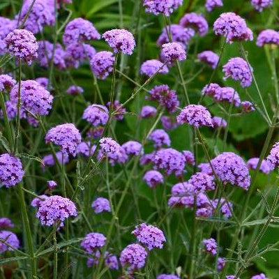 IJzerhard 'Royal Dreams'® - Verbena bonariensis royal dreams ® - Tuinplanten