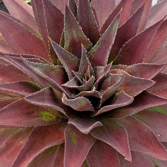 Mangave 'Redwing'® - Bakker