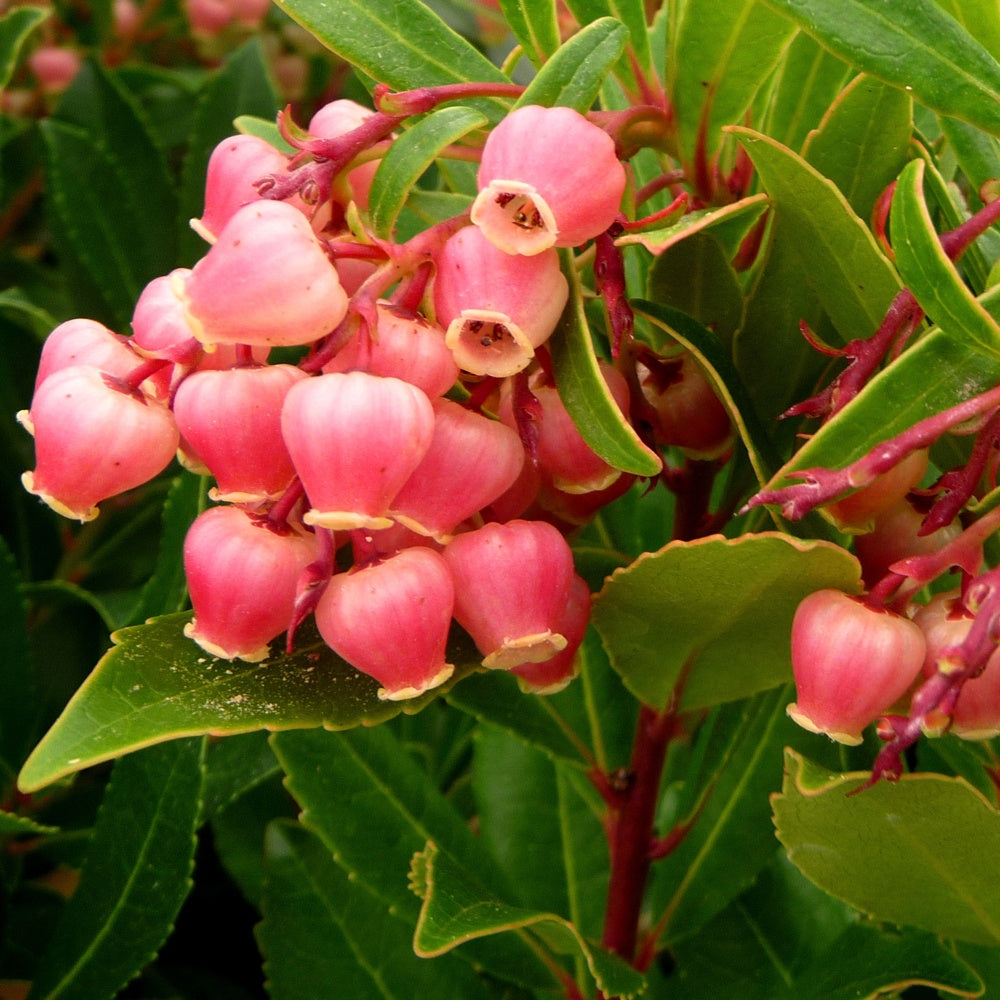 Aardbeienboom 'Compacta' - Arbutus unedo Compacta - Bakker