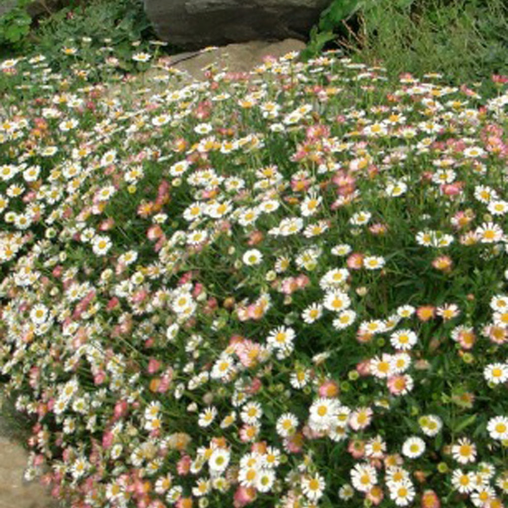Muurfijnstraal 'Profusion' - Erigeron karvinskianus 'profusion' - Bakker
