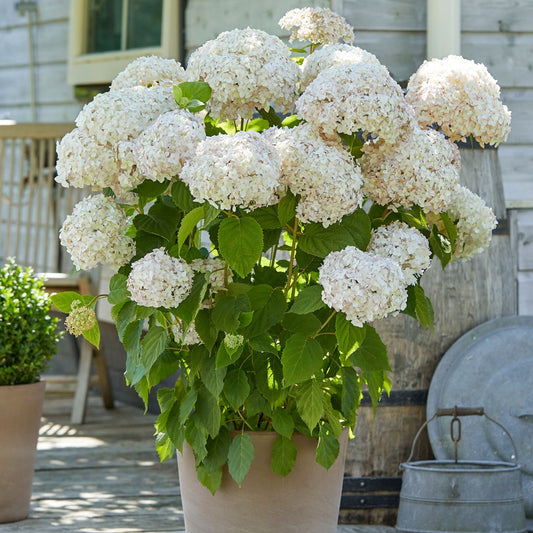 Sneeuwbalhortensia 'Candy Belle® Marshmallow®' - Hydrangea arborescens 'candy belle marshmallow' - Tuinplanten