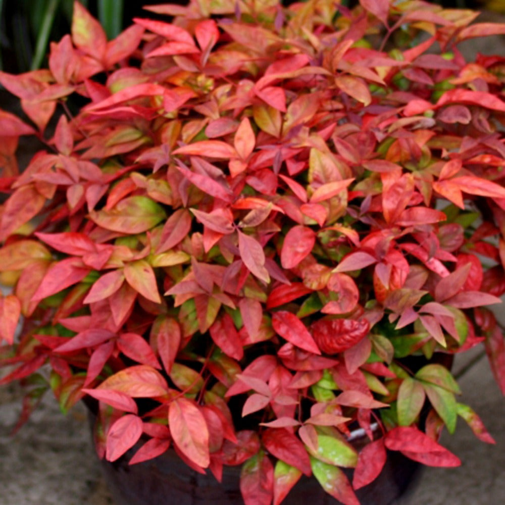 Nandina domestica Aka Blush Pink - Hemelse bamboe 'Blush Pink' - Bloeiende heesters