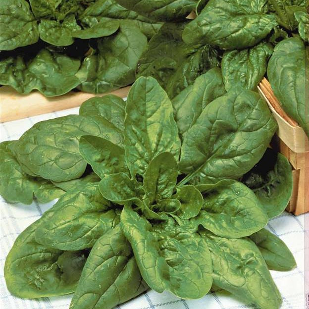 Spinacia - Spinazie - Winterspinazie  - BIO - Epinard geant d'hiver