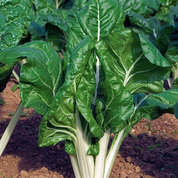 Snijbiet 'Carde Blance 3'- BIO - Beta vulgaris cicla carde blanche 3 - Bakker