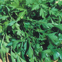 Peterselie 'Gigante d'Italia' - Petroselinum crispum géant d'italie - Bakker