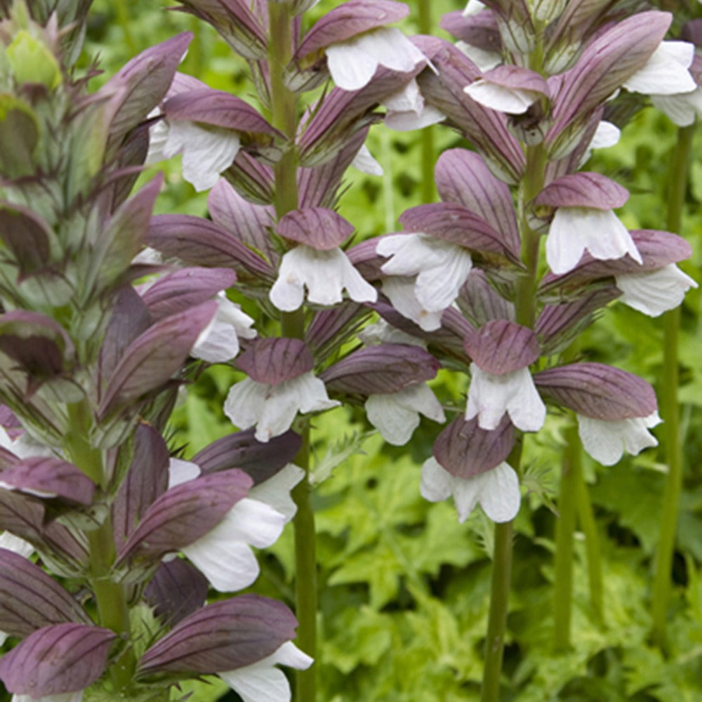 Stekelige berenklauw 'White Lips' - Acanthus hungaricus white lips - Tuinplanten