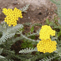 Achillea moonshine - Duizendblad 'Little Moonshine' - Achillea - Duizendblad