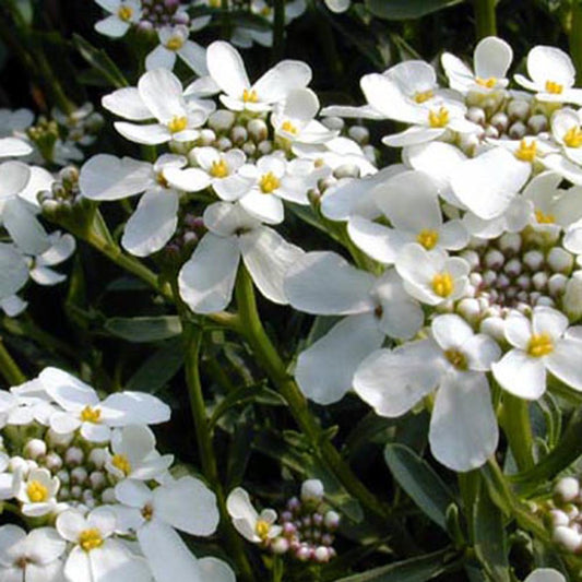 Scheefbloem 'Weisser Zwerg' - Bakker
