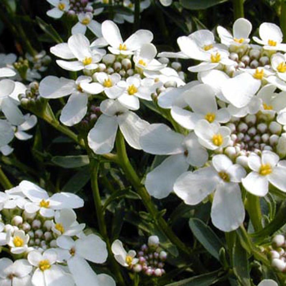 Scheefbloem 'Weisser Zwerg' - Iberis sempervirens 'weisser zwerg' - Heesters en vaste planten