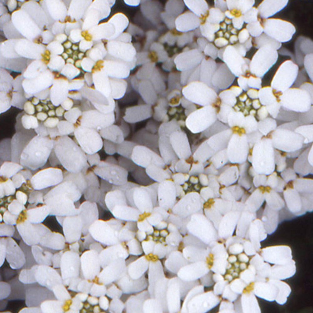 Scheefbloem 'Weisser Zwerg' - Iberis sempervirens 'weisser zwerg'