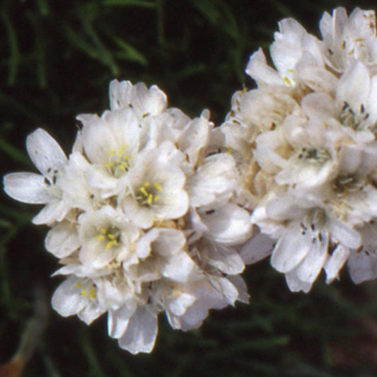 Engels gras 'Alba' - Bakker