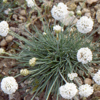 Engels gras 'Alba' - Armeria maritima alba - Bakker