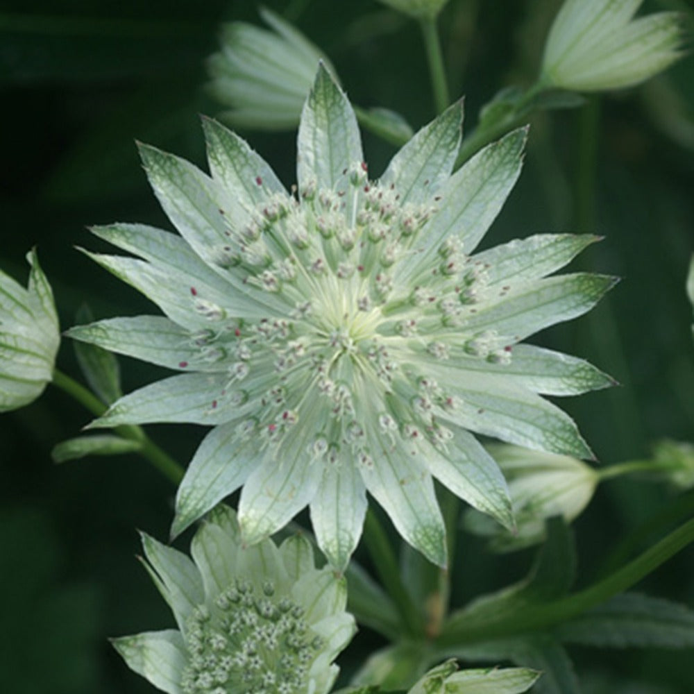 Zeeuwsknoopje 'Alba' - Astrantia major alba - Tuinplanten