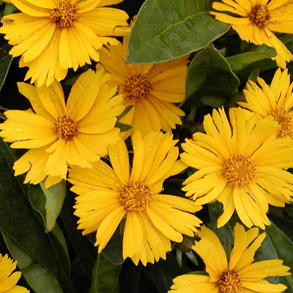 Meisjesogen 'Goldfink' - Coreopsis lanceolata goldfink - Tuinplanten