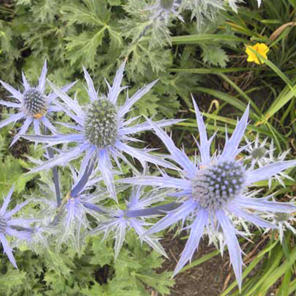 Kruisdistel 'Big Blue' - Eryngium zabelii big blue - Tuinplanten