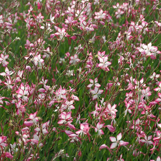 Prachtkaars 'Rosyjane'® - Gaura lindheimeri rosyjane ® - Tuinplanten