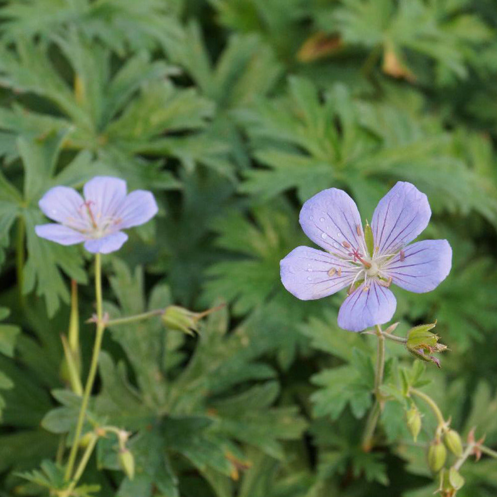 Ooievaarsbek 'Blue Cloud' - Geranium blue cloud - Tuinplanten