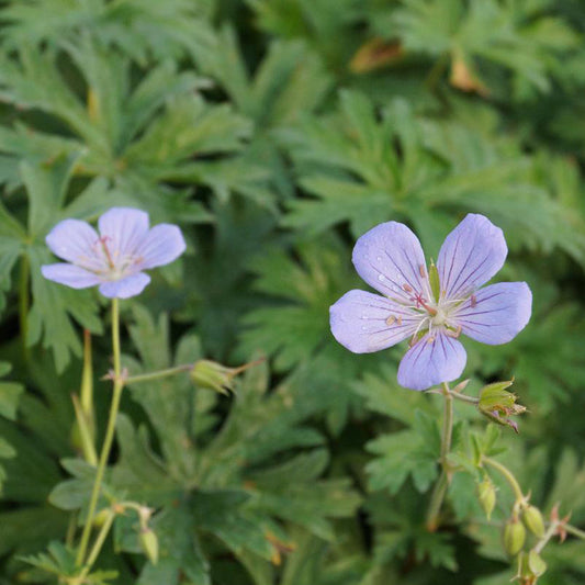 Ooievaarsbek 'Blue Cloud' - Geranium blue cloud - Tuinplanten