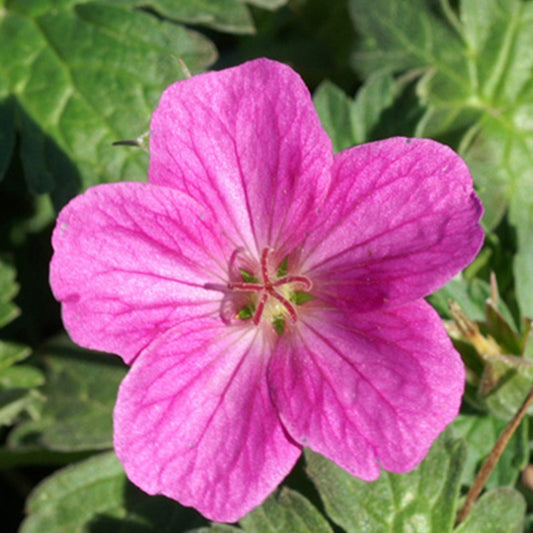 Ooievaarsbek 'Russell Prichard' - Geranium riversleaianum russel prichard - Tuinplanten