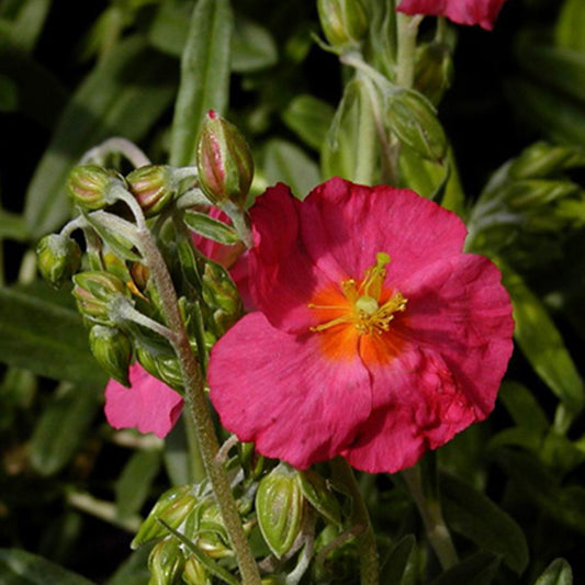 Zonneroosje 'Ben Hope' - Helianthemum ben hope - Heesters en vaste planten