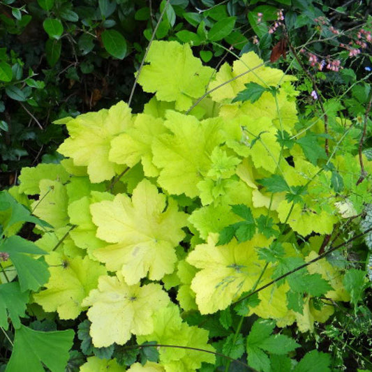 Purperklokje 'Citronelle' ® - Heuchera citronelle ® - Tuinplanten