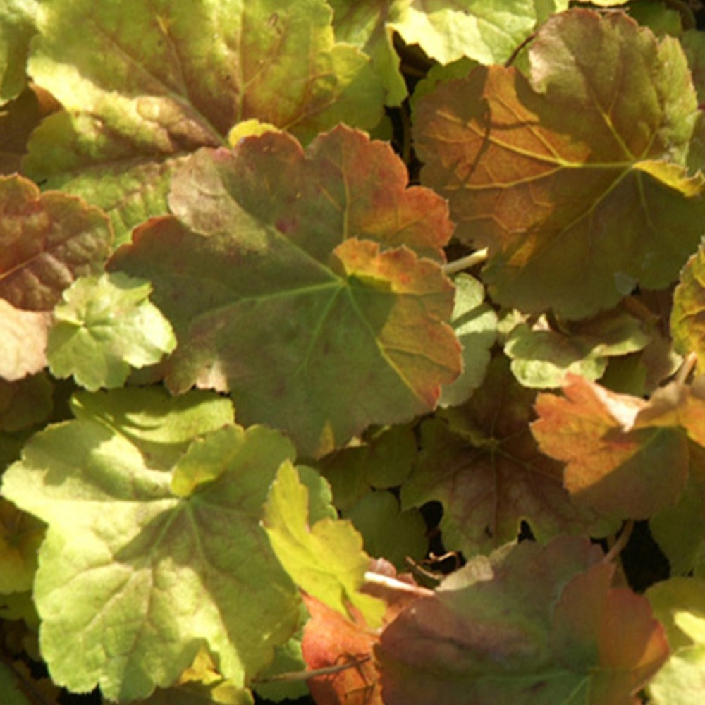 Purperklokje Miracle'® - Heuchera miracle ® - Tuinplanten