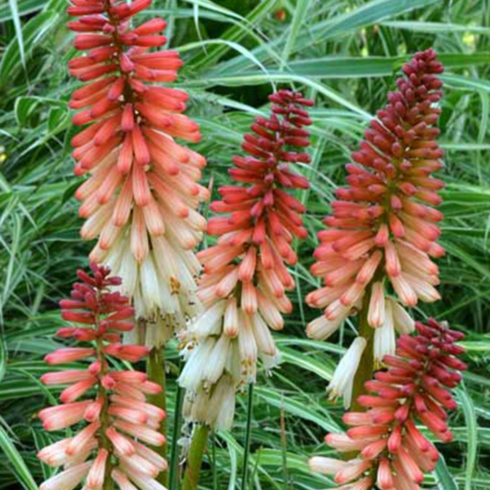 Vuurpijl 'Orange Vanilla Popsicle'® - Bakker