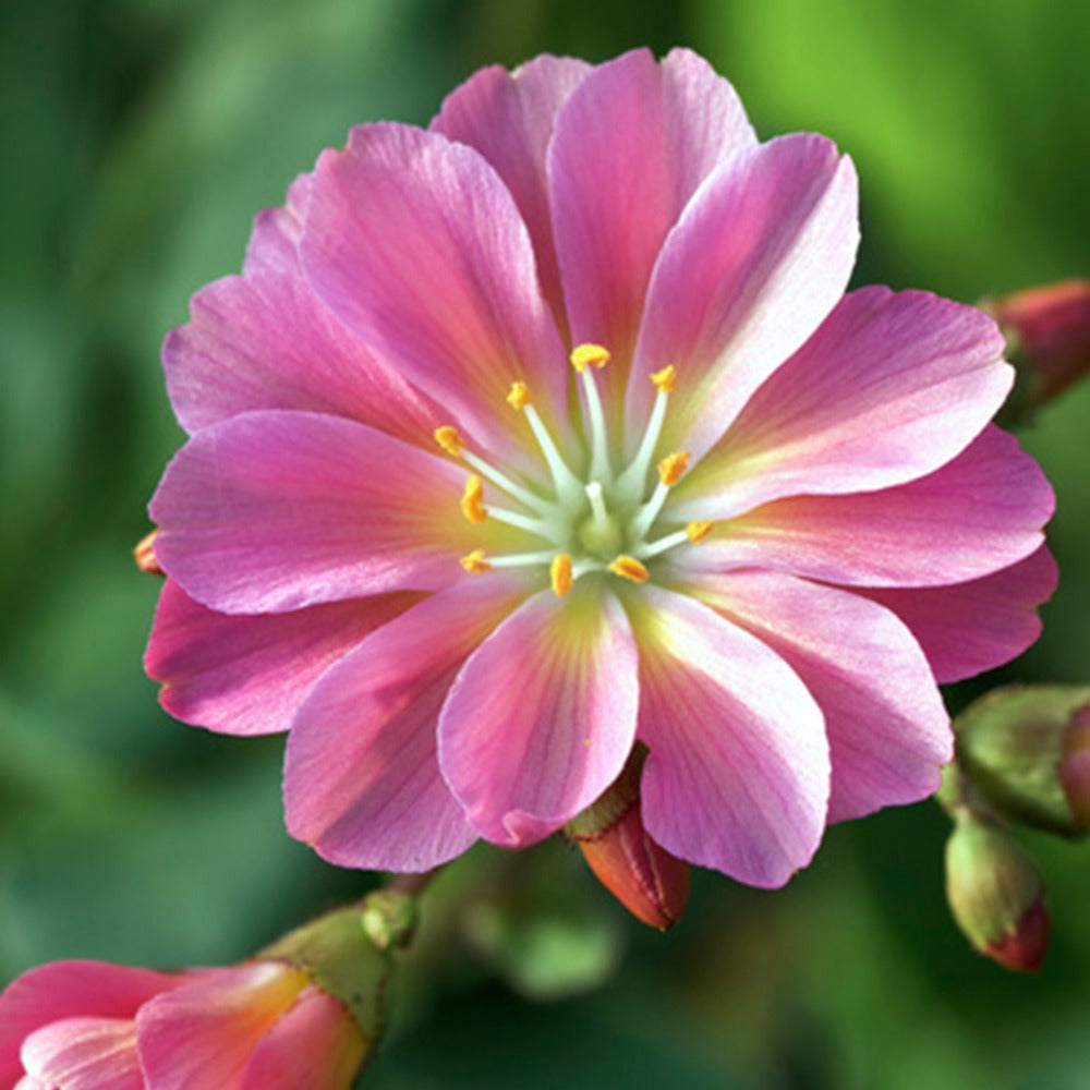 "Echte koekoeksbloem ""Sunset Strain""" - Bakker