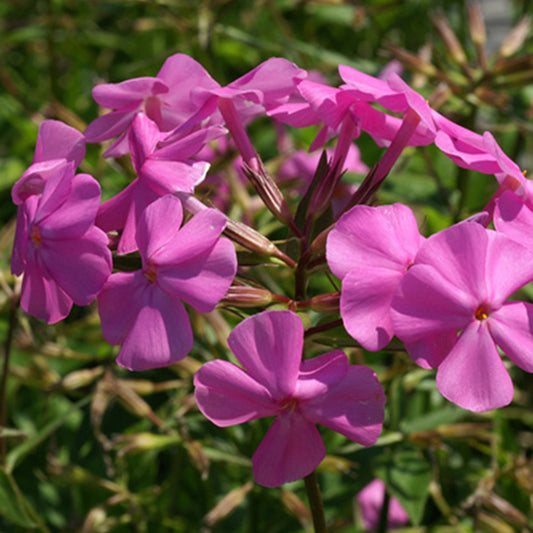 Vlambloem 'Bill Baker' - Phlox carolina bill baker - Tuinplanten