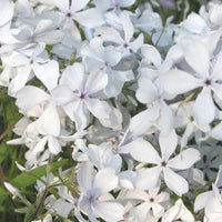 Vlambloem 'May Breeze' - Phlox divaricata may breeze - Bakker