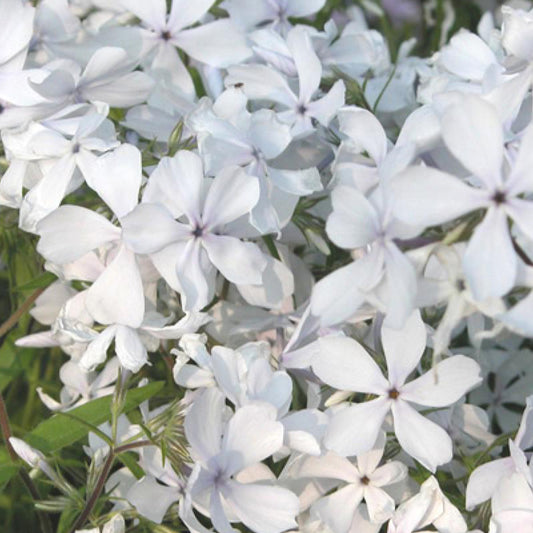 Vlambloem 'May Breeze' - Phlox divaricata may breeze - Tuinplanten
