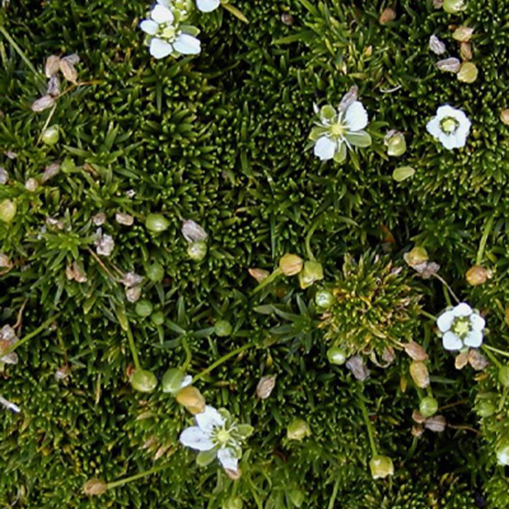 Vetmuur - Sagina subulata - Heesters en vaste planten