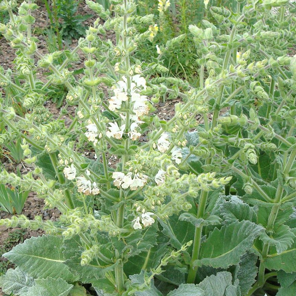 Zilversalie - Salvia argentea - Bakker