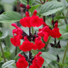 Salie 'Royal Bumble' - Salvia royal bumble - Tuinplanten