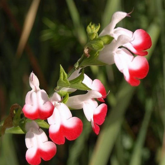 Salie 'Hotlips' - Bakker