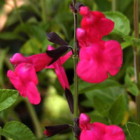 Salvia microphylla (grahamii) - Salie 'Grahamii' - Bloeiende vaste planten