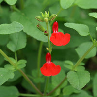 Bloeiende vaste planten - Salie 'Grahamii' - Salvia microphylla (grahamii)