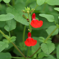 Salie 'Grahamii' - Salvia microphylla (grahamii) - Vaste planten