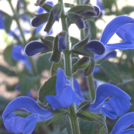 Blauwe salie - Salvia patens - Tuinplanten
