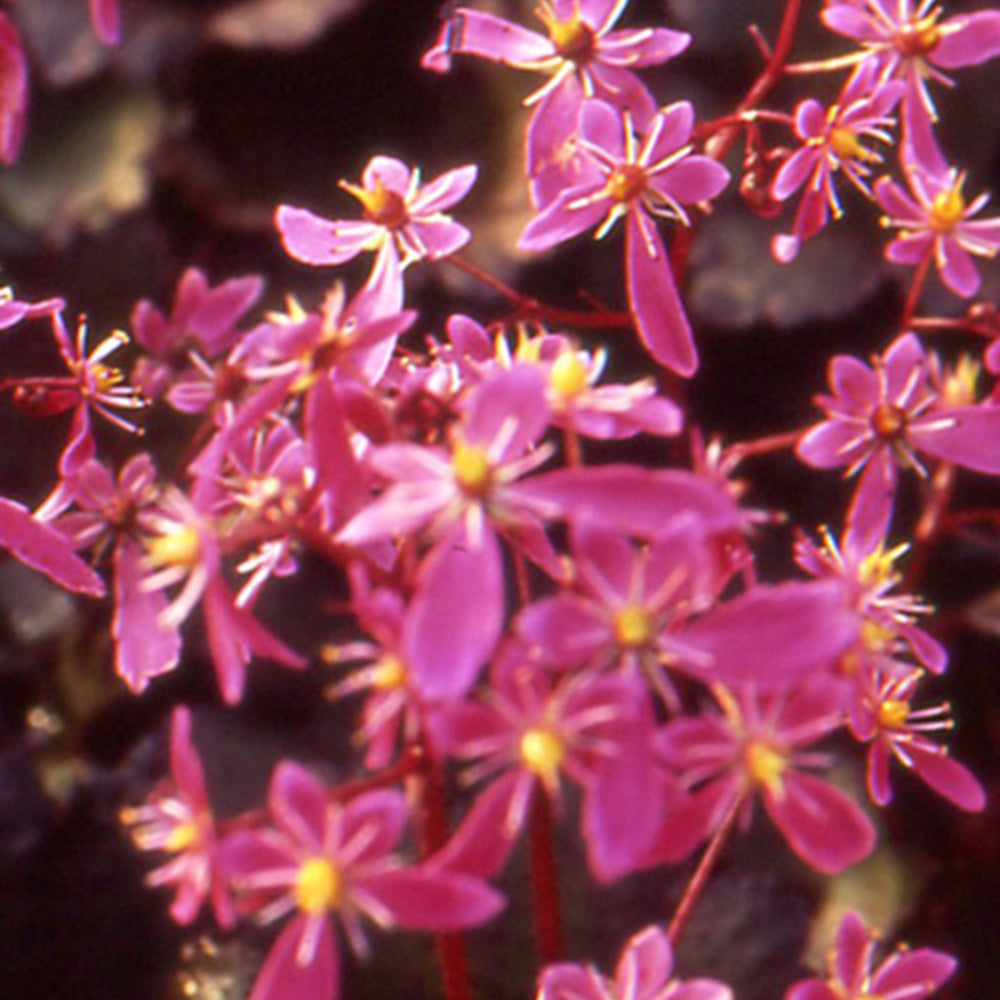 Steenbreek 'Black Ruby' - Bakker